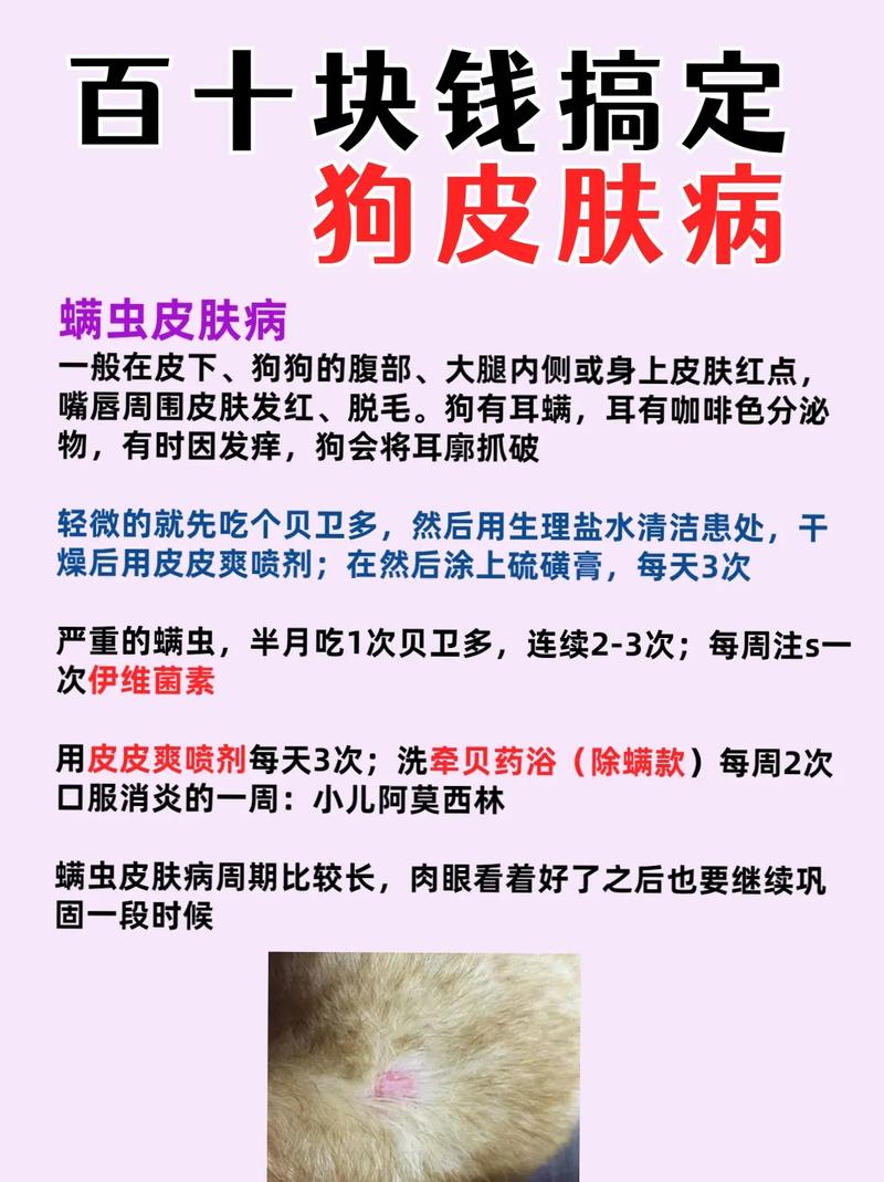 狗狗皮肤病吃维生素b几,狗狗皮肤病吃维生素b几片??-第4张图片-后鲨宠物 狗狗皮肤病吃维生素b几,狗狗皮肤病吃维生素b几片??-第4张图片-后鲨宠物