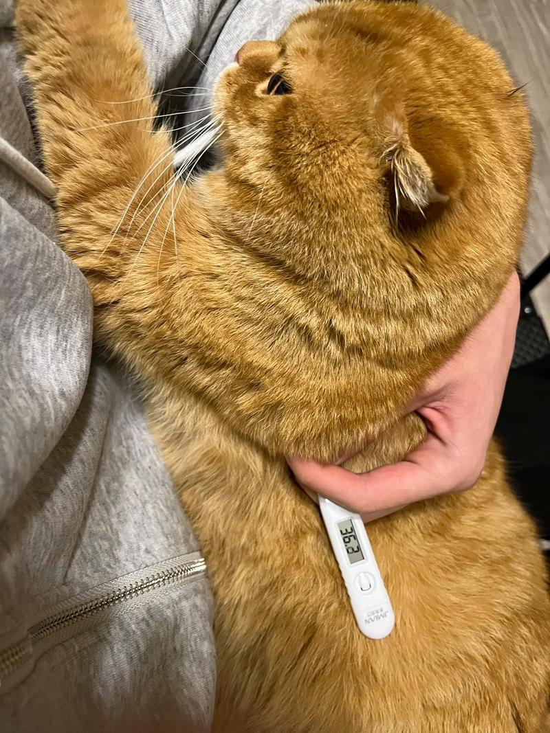 猫猫正常体温,猫咪体温正常多少?-第1张图片-后鲨宠物 猫猫正常体温,猫咪体温正常多少?-第1张图片-后鲨宠物