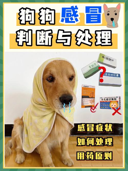 狗狗感冒了会自己好吗_狗感冒了自己会好么-第4张图片-后鲨宠物 狗狗感冒了会自己好吗_狗感冒了自己会好么-第4张图片-后鲨宠物