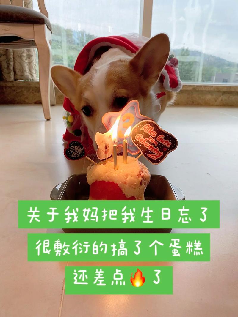 怎么给狗狗过生日,狗狗生日怎么办-第2张图片-后鲨宠物 怎么给狗狗过生日,狗狗生日怎么办-第2张图片-后鲨宠物