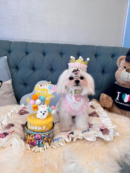 怎么给狗狗过生日,狗狗生日怎么办-第4张图片-后鲨宠物 怎么给狗狗过生日,狗狗生日怎么办-第4张图片-后鲨宠物