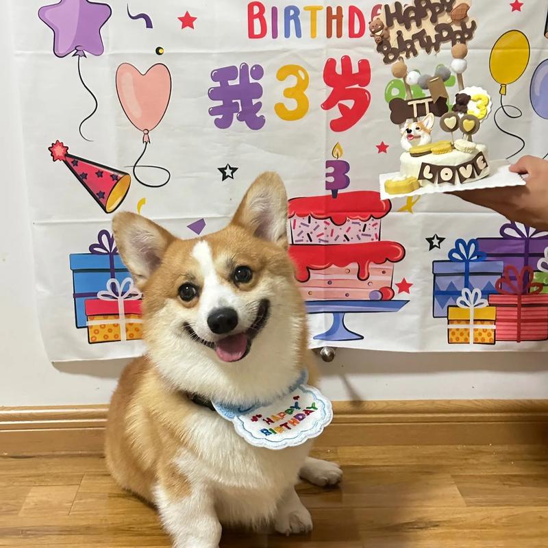 怎么给狗狗过生日,狗狗生日怎么办-第6张图片-后鲨宠物 怎么给狗狗过生日,狗狗生日怎么办-第6张图片-后鲨宠物