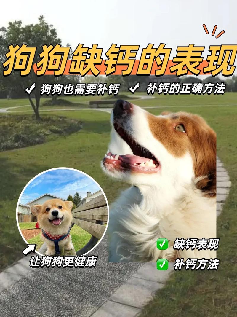 狗狗缺钙的表现,狗狗缺钙的表现图片?-第4张图片-后鲨宠物 狗狗缺钙的表现,狗狗缺钙的表现图片?-第4张图片-后鲨宠物