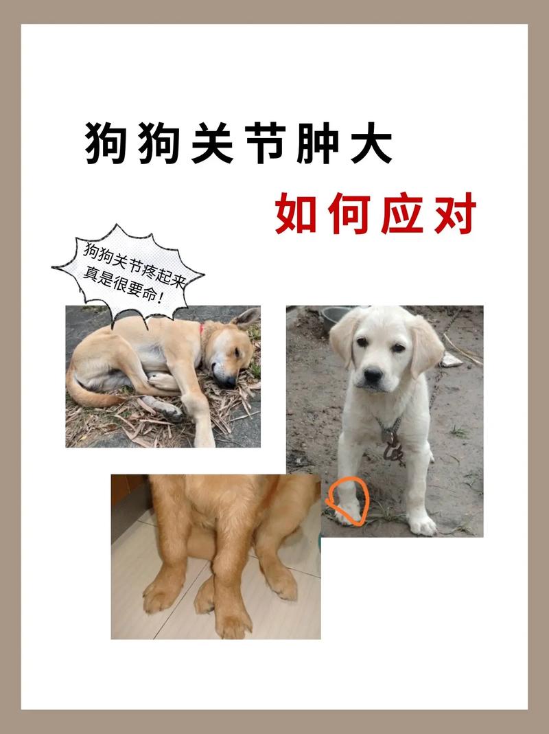 狗狗缺钙的表现,狗狗缺钙的表现图片?-第5张图片-后鲨宠物 狗狗缺钙的表现,狗狗缺钙的表现图片?-第5张图片-后鲨宠物