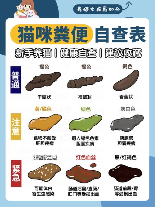 猫咪便秘拉不出来怎么办,猫咪便秘拉屎费劲会怎么样-第2张图片-后鲨宠物 猫咪便秘拉不出来怎么办,猫咪便秘拉屎费劲会怎么样-第2张图片-后鲨宠物