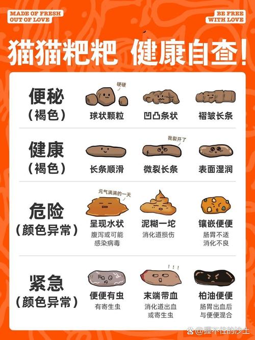 猫咪便秘拉不出来怎么办,猫咪便秘拉屎费劲会怎么样-第5张图片-后鲨宠物 猫咪便秘拉不出来怎么办,猫咪便秘拉屎费劲会怎么样-第5张图片-后鲨宠物