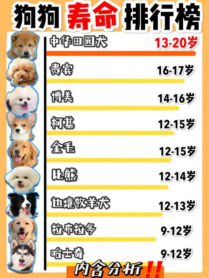 狗狗的平均寿命多少年,狗的平均寿命有几年-第4张图片-后鲨宠物 狗狗的平均寿命多少年,狗的平均寿命有几年-第4张图片-后鲨宠物
