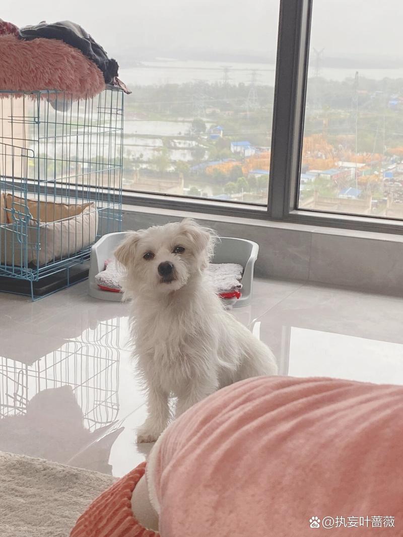 狗狗反常是怎么回事,狗狗这几天有点反常?-第1张图片-后鲨宠物 狗狗反常是怎么回事,狗狗这几天有点反常?-第1张图片-后鲨宠物