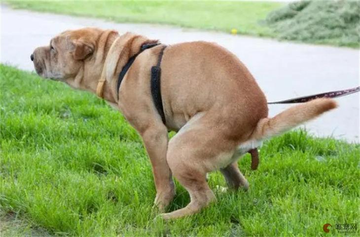 狗狗排便困难怎么办_狗狗排便困难怎么办而且还是粘的-第5张图片-后鲨宠物 狗狗排便困难怎么办_狗狗排便困难怎么办而且还是粘的-第5张图片-后鲨宠物