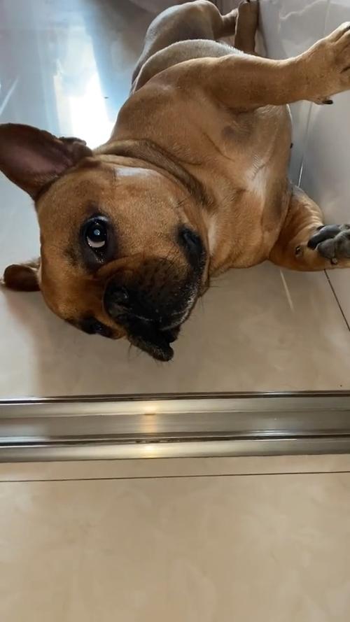 狗狗连吐带拉怎么办_狗子连拉带吐-第5张图片-后鲨宠物 狗狗连吐带拉怎么办_狗子连拉带吐-第5张图片-后鲨宠物