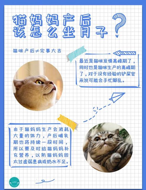 刚出生的小猫咪怎么养,刚出生的小猫怎样才能养活?-第2张图片-后鲨宠物 刚出生的小猫咪怎么养,刚出生的小猫怎样才能养活?-第2张图片-后鲨宠物
