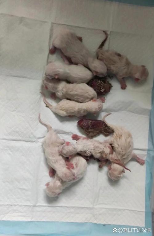 刚出生的小猫咪怎么养,刚出生的小猫怎样才能养活?-第3张图片-后鲨宠物 刚出生的小猫咪怎么养,刚出生的小猫怎样才能养活?-第3张图片-后鲨宠物