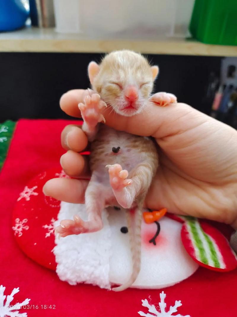 刚出生的小猫咪怎么养,刚出生的小猫怎样才能养活?-第4张图片-后鲨宠物 刚出生的小猫咪怎么养,刚出生的小猫怎样才能养活?-第4张图片-后鲨宠物