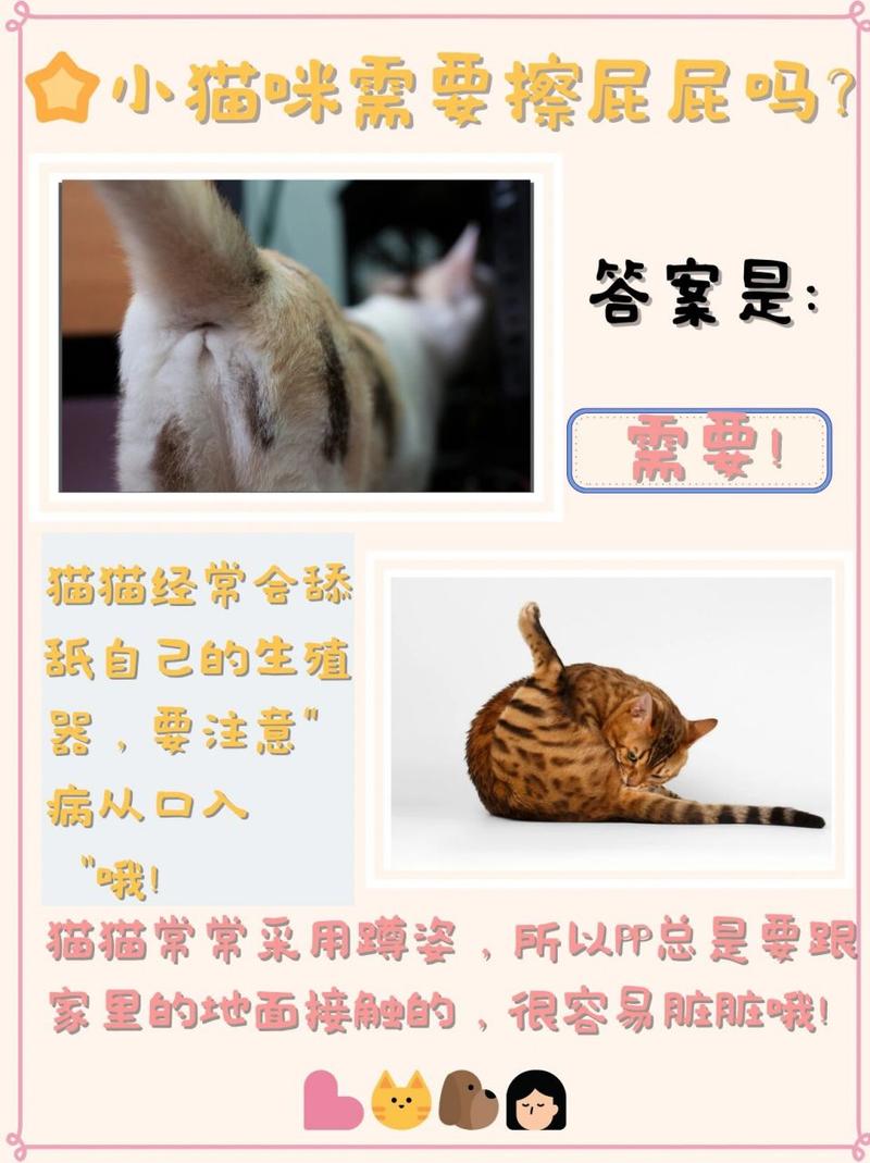 猫咪拉完屎要擦吗_猫咪拉完屎要擦吗为什么-第4张图片-后鲨宠物 猫咪拉完屎要擦吗_猫咪拉完屎要擦吗为什么-第4张图片-后鲨宠物