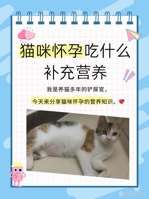 猫咪怀孕吃什么,怀孕初期可以养猫咪不-第4张图片-后鲨宠物 猫咪怀孕吃什么,怀孕初期可以养猫咪不-第4张图片-后鲨宠物