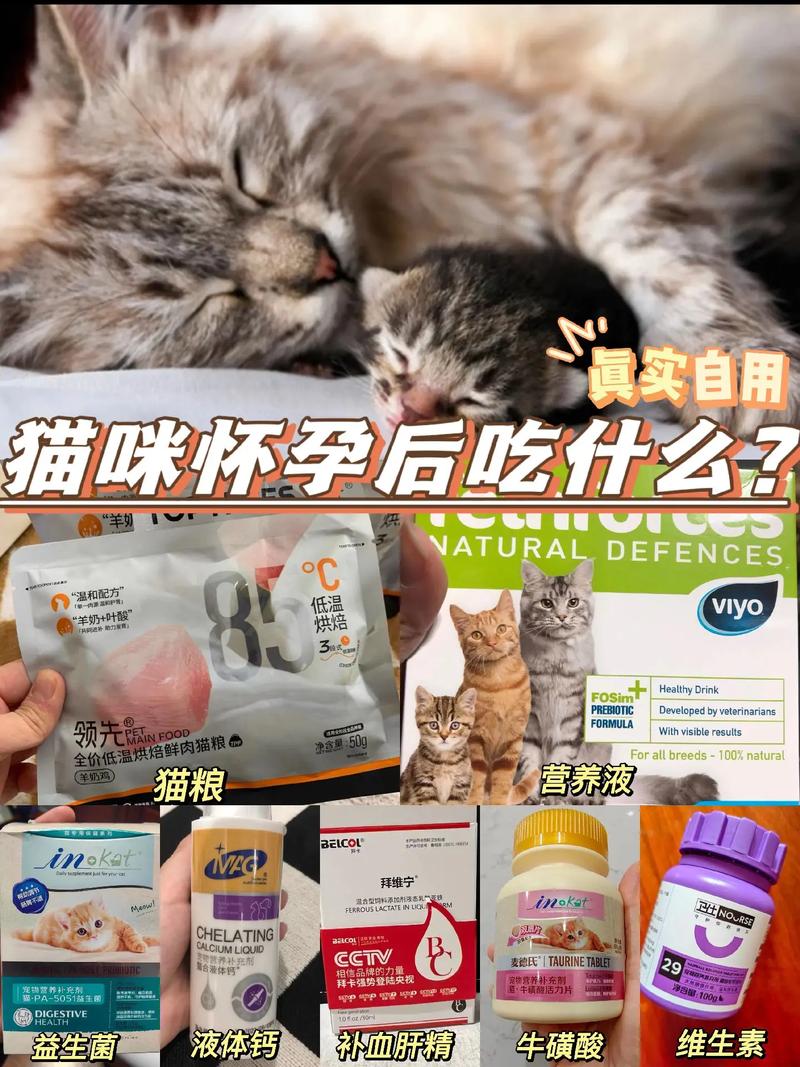 猫咪怀孕吃什么,怀孕初期可以养猫咪不-第5张图片-后鲨宠物 猫咪怀孕吃什么,怀孕初期可以养猫咪不-第5张图片-后鲨宠物