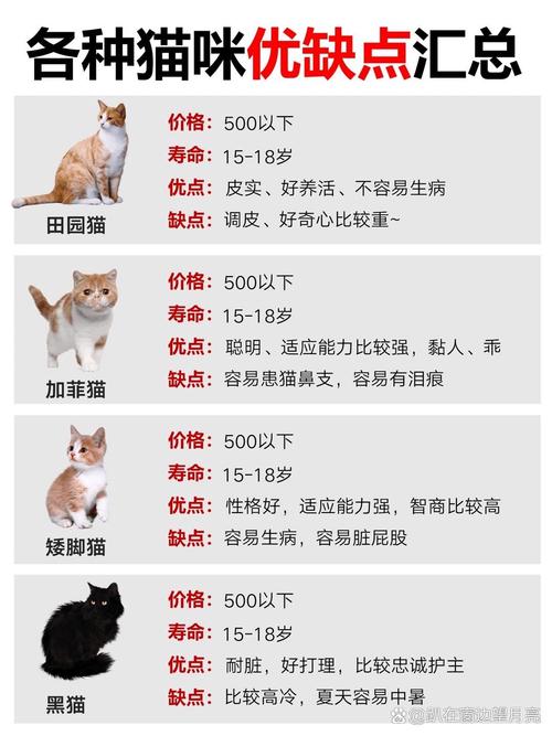 最贵猫咪排名榜,最贵的猫咪-第1张图片-后鲨宠物 最贵猫咪排名榜,最贵的猫咪-第1张图片-后鲨宠物