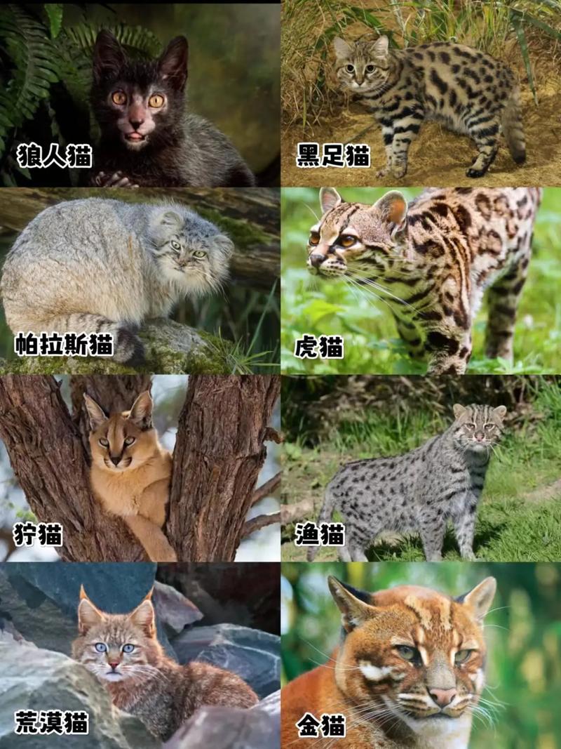 最贵猫咪排名榜,最贵的猫咪-第2张图片-后鲨宠物 最贵猫咪排名榜,最贵的猫咪-第2张图片-后鲨宠物