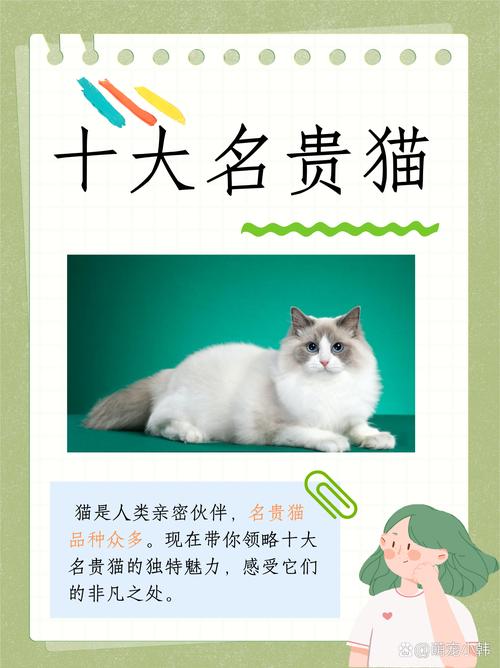最贵猫咪排名榜,最贵的猫咪-第5张图片-后鲨宠物 最贵猫咪排名榜,最贵的猫咪-第5张图片-后鲨宠物