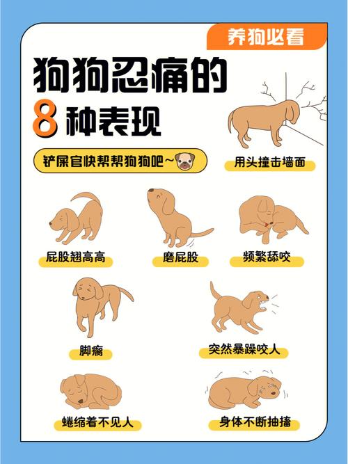 狗狗腹痛的表现_狗狗腹痛祈祷状-第3张图片-后鲨宠物 狗狗腹痛的表现_狗狗腹痛祈祷状-第3张图片-后鲨宠物