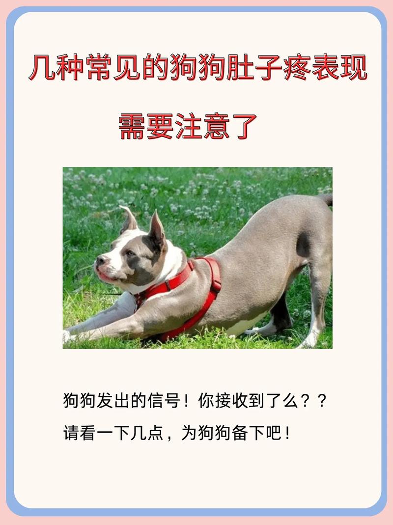 狗狗腹痛的表现_狗狗腹痛祈祷状-第6张图片-后鲨宠物 狗狗腹痛的表现_狗狗腹痛祈祷状-第6张图片-后鲨宠物