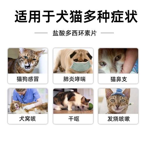 猫咪发烧了吃什么药,猫猫发烧了喂什么药?-第1张图片-后鲨宠物 猫咪发烧了吃什么药,猫猫发烧了喂什么药?-第1张图片-后鲨宠物