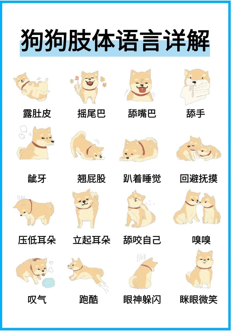 狗狗的动作表达的意思_狗的动作是什么-第1张图片-后鲨宠物 狗狗的动作表达的意思_狗的动作是什么-第1张图片-后鲨宠物