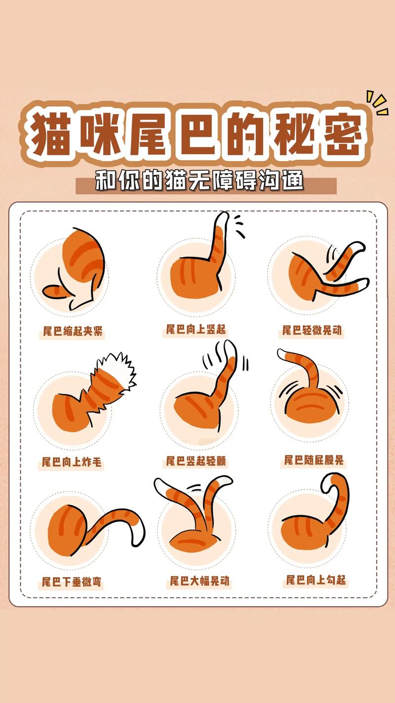猫咪的尾巴像什么,猫尾巴像什么?可以比作什么??-第5张图片-后鲨宠物 猫咪的尾巴像什么,猫尾巴像什么?可以比作什么??-第5张图片-后鲨宠物