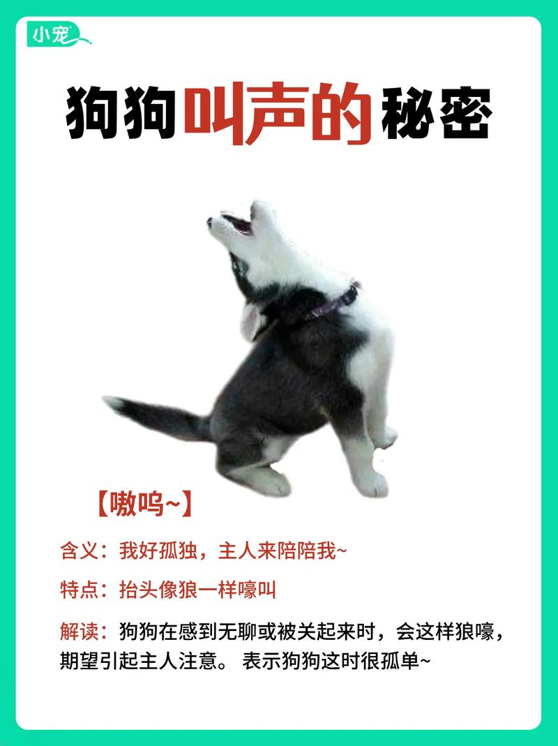 狗狗不叫是什么原因,狗狗不叫怎么办?-第5张图片-后鲨宠物 狗狗不叫是什么原因,狗狗不叫怎么办?-第5张图片-后鲨宠物