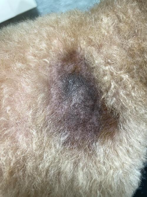 狗狗皮肤发黑是为什么_狗狗皮肤发黑是为什么原因-第1张图片-后鲨宠物