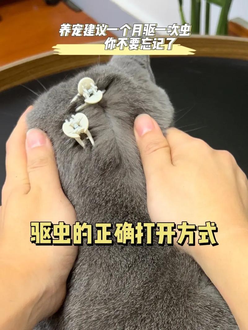 猫咪滴驱虫药的正确方法,猫咪驱虫滴液怎么滴?-第6张图片-后鲨宠物 猫咪滴驱虫药的正确方法,猫咪驱虫滴液怎么滴?-第6张图片-后鲨宠物