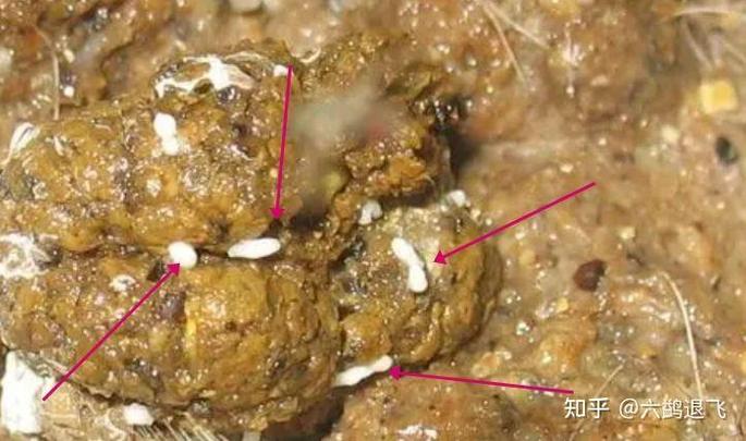 猫咪蛔虫会传染人吗_猫咪蛔虫会传染人吗视频-第5张图片-后鲨宠物 猫咪蛔虫会传染人吗_猫咪蛔虫会传染人吗视频-第5张图片-后鲨宠物