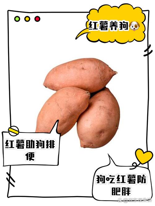 狗狗可以吃山芋吗,宠物狗可以吃山芋吗-第1张图片-后鲨宠物 狗狗可以吃山芋吗,宠物狗可以吃山芋吗-第1张图片-后鲨宠物