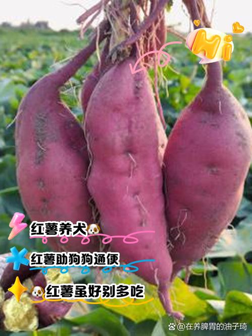 狗狗可以吃山芋吗,宠物狗可以吃山芋吗-第3张图片-后鲨宠物 狗狗可以吃山芋吗,宠物狗可以吃山芋吗-第3张图片-后鲨宠物