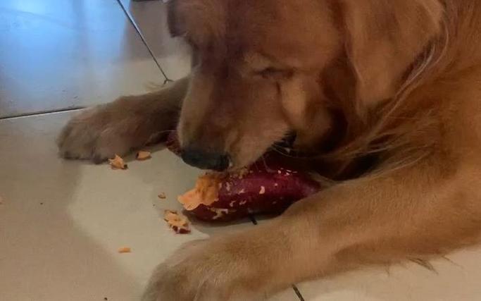 狗狗可以吃山芋吗,宠物狗可以吃山芋吗-第5张图片-后鲨宠物 狗狗可以吃山芋吗,宠物狗可以吃山芋吗-第5张图片-后鲨宠物