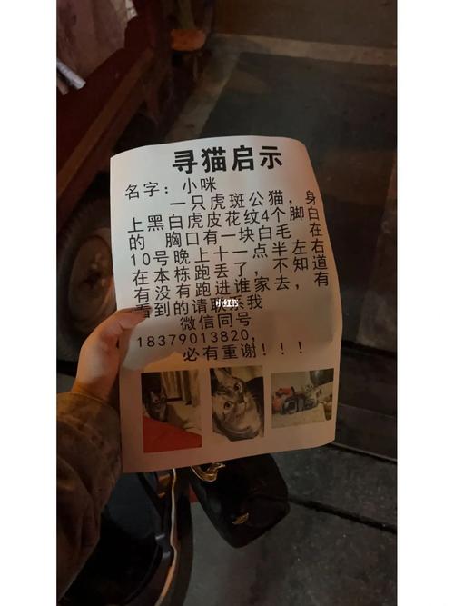 猫咪为什么突然躲起来_猫咪为什么突然躲起来不出来-第2张图片-后鲨宠物 猫咪为什么突然躲起来_猫咪为什么突然躲起来不出来-第2张图片-后鲨宠物