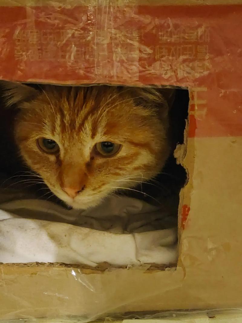 猫咪为什么突然躲起来_猫咪为什么突然躲起来不出来-第3张图片-后鲨宠物 猫咪为什么突然躲起来_猫咪为什么突然躲起来不出来-第3张图片-后鲨宠物