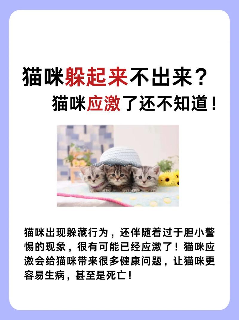猫咪为什么突然躲起来_猫咪为什么突然躲起来不出来-第4张图片-后鲨宠物 猫咪为什么突然躲起来_猫咪为什么突然躲起来不出来-第4张图片-后鲨宠物