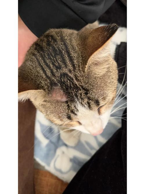 猫咪为什么突然躲起来_猫咪为什么突然躲起来不出来-第5张图片-后鲨宠物 猫咪为什么突然躲起来_猫咪为什么突然躲起来不出来-第5张图片-后鲨宠物