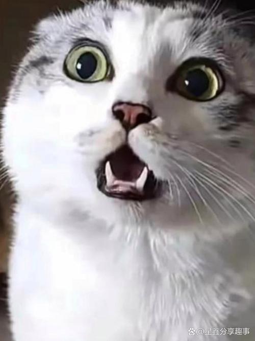  猫咪紧张的表现，猫咪紧张有什么表现-第3张图片-后鲨宠物