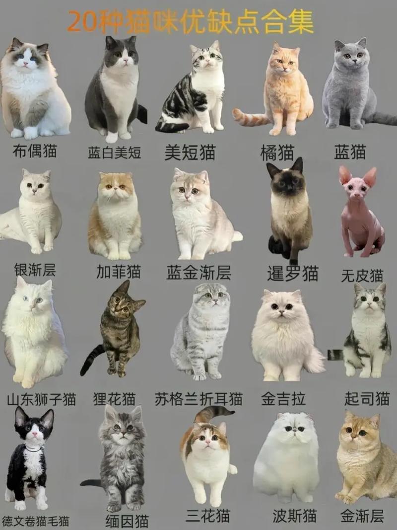 猫咪都有什么品种,猫咪都有什么品种长什么样子?-第1张图片-后鲨宠物 猫咪都有什么品种,猫咪都有什么品种长什么样子?-第1张图片-后鲨宠物