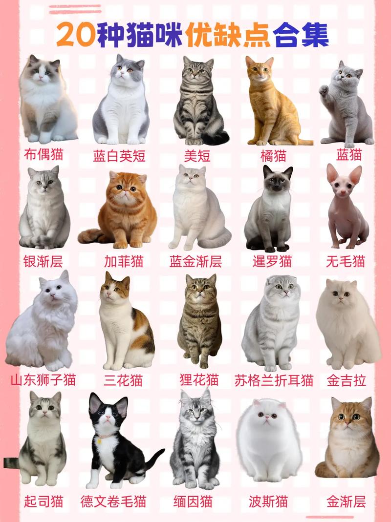猫咪都有什么品种,猫咪都有什么品种长什么样子?-第4张图片-后鲨宠物 猫咪都有什么品种,猫咪都有什么品种长什么样子?-第4张图片-后鲨宠物