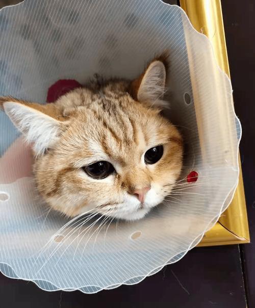 猫咪生完小猫多久发情,猫咪生完宝宝以后多久又发情?-第4张图片-后鲨宠物 猫咪生完小猫多久发情,猫咪生完宝宝以后多久又发情?-第4张图片-后鲨宠物