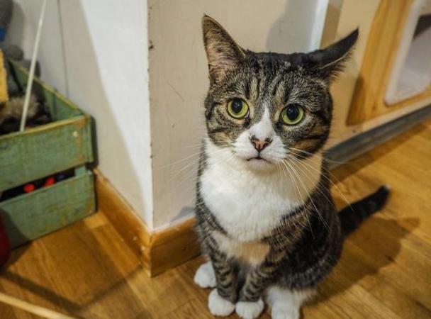 猫咪生完小猫多久发情,猫咪生完宝宝以后多久又发情?-第5张图片-后鲨宠物 猫咪生完小猫多久发情,猫咪生完宝宝以后多久又发情?-第5张图片-后鲨宠物