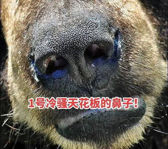 狗狗鼻子冰凉怎么回事，狗狗鼻子冰冰的正常吗?？-第2张图片-后鲨宠物