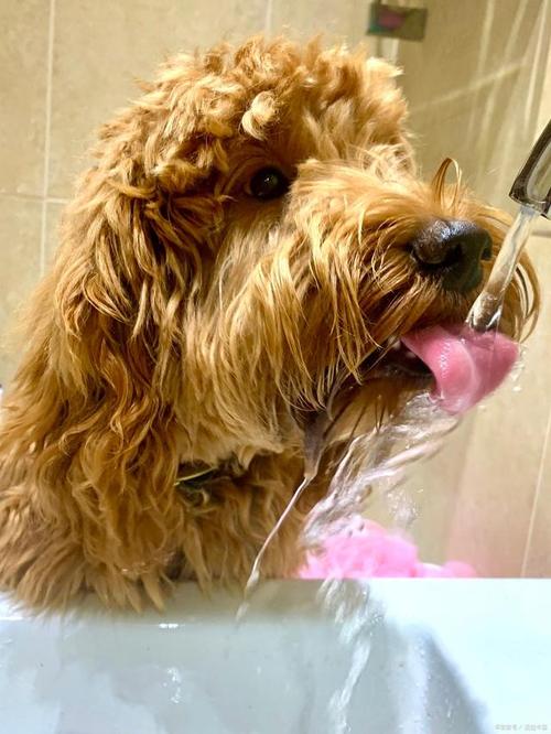 狗狗鼻子冰凉怎么回事，狗狗鼻子冰冰的正常吗?？-第3张图片-后鲨宠物