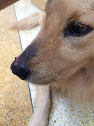 狗狗鼻子冰凉怎么回事，狗狗鼻子冰冰的正常吗?？-第4张图片-后鲨宠物