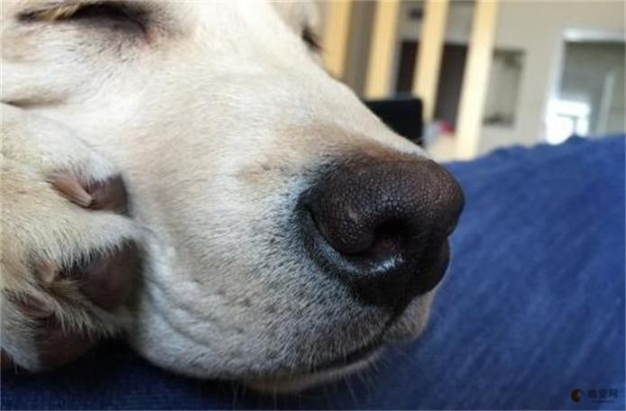 狗狗鼻子冰凉怎么回事，狗狗鼻子冰冰的正常吗?？-第5张图片-后鲨宠物