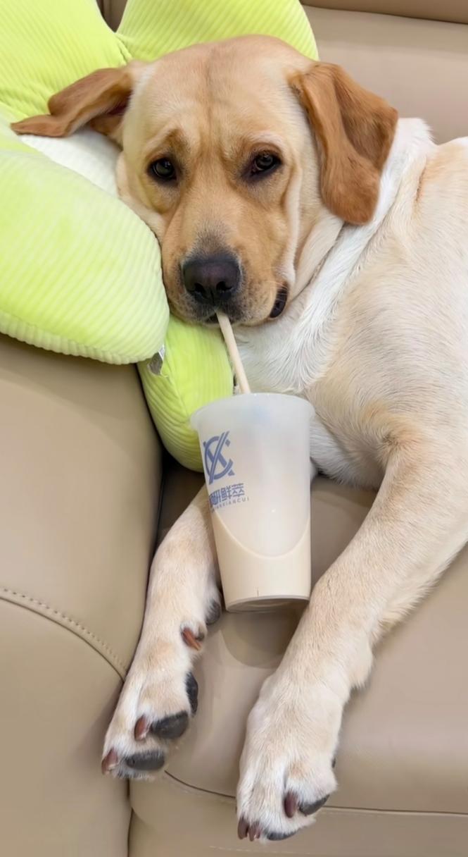 狗狗喝了奶茶怎么办,狗狗喝了一口奶茶咋办?-第1张图片-后鲨宠物 狗狗喝了奶茶怎么办,狗狗喝了一口奶茶咋办?-第1张图片-后鲨宠物