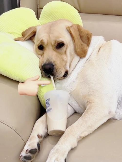 狗狗喝了奶茶怎么办,狗狗喝了一口奶茶咋办?-第3张图片-后鲨宠物 狗狗喝了奶茶怎么办,狗狗喝了一口奶茶咋办?-第3张图片-后鲨宠物
